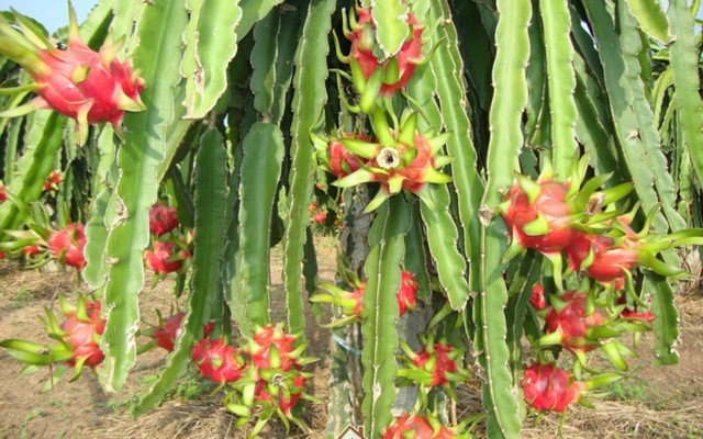 Rau, qua tam thuong o Viet Nam lai dat do kho tin o Nhat