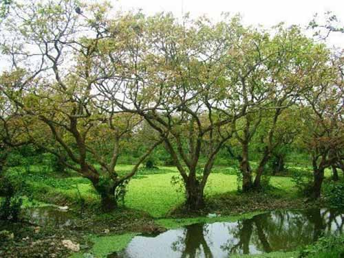 Choang vang nhung cay loc vung bac ty o Viet Nam-Hinh-13