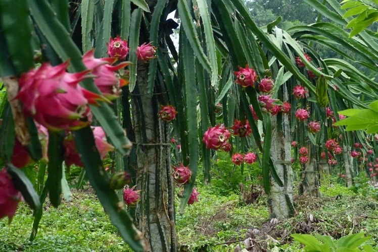 Them nghe tay trai hai ra tien cua bau Duc-Hinh-12