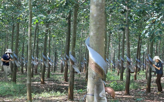 Them nghe tay trai hai ra tien cua bau Duc-Hinh-4