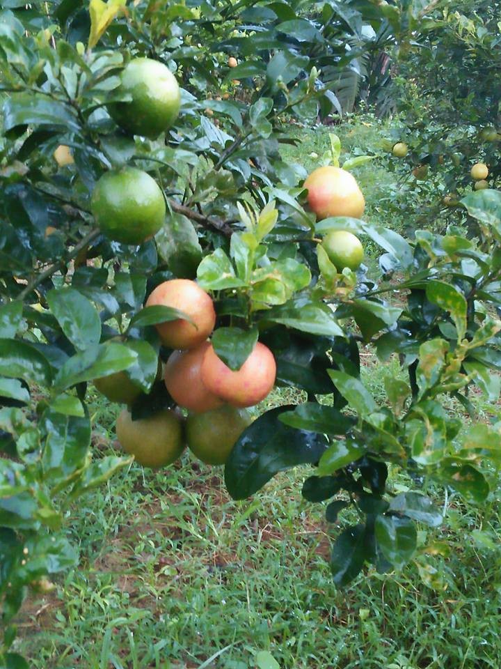 Rot gia the tham, hang loat trai cay “keu cuu” cho mang-Hinh-6