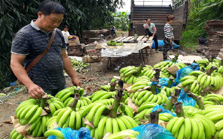 Vua chuoi Lao Cai chin vang khap noi, gia re nhu beo-Hinh-10