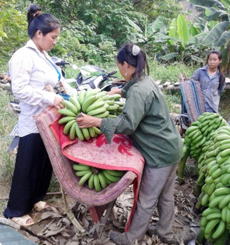 Vua chuoi Lao Cai chin vang khap noi, gia re nhu beo-Hinh-11