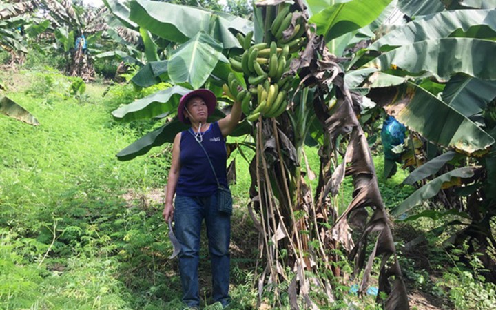 Vua chuoi Lao Cai chin vang khap noi, gia re nhu beo-Hinh-2