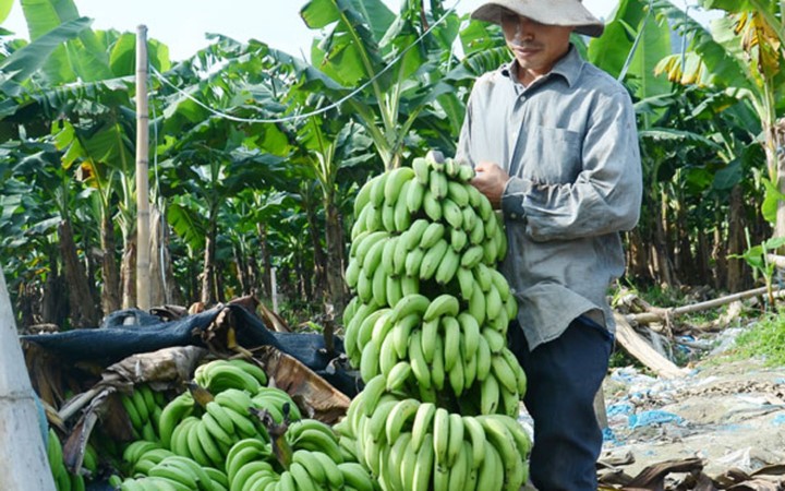 Vua chuoi Lao Cai chin vang khap noi, gia re nhu beo-Hinh-5