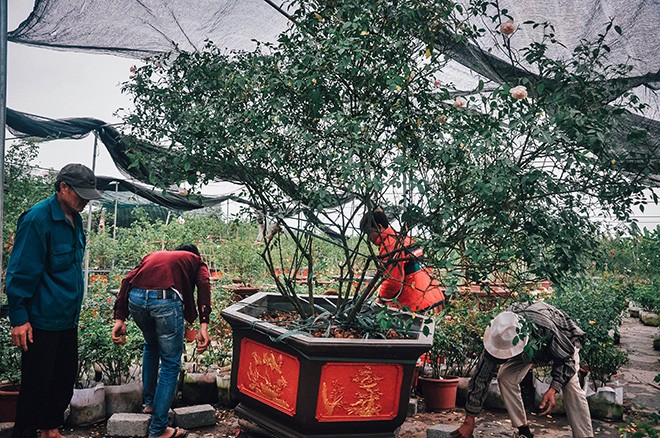 &quot;Lac troi&quot; giua nhung vuon hong co bac ty o Ha Noi-Hinh-4