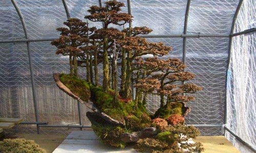 Me man loat tuyet tac rung bonsai sieu dep-Hinh-6