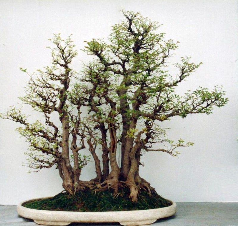 Me man loat tuyet tac rung bonsai sieu dep-Hinh-9