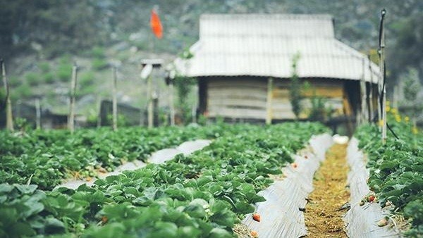 Ngam vuon dau tay sai triu qua kiem bon tien o Moc Chau-Hinh-6