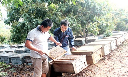 Mua mat ong thang 3 “hai ra tien” o Bac Giang-Hinh-2