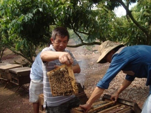 Mua mat ong thang 3 “hai ra tien” o Bac Giang-Hinh-9