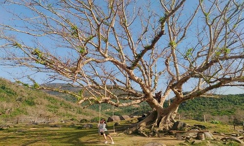 Dung ngoi khong yen voi trang trai “song ao” nhat Phu Yen