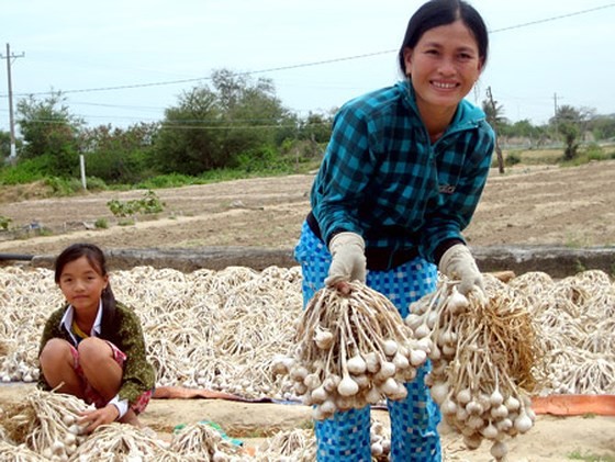 Toi Phan Rang gia 200.000 dong/kg co gi dac biet?-Hinh-2