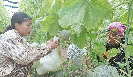 Nhung trang trai dua luoi Nhat Ban “hai ra tien” o VN-Hinh-5