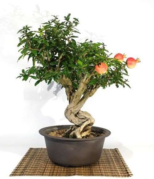 Man nhan nhung cay luu bonsai dep nhat the gioi-Hinh-2