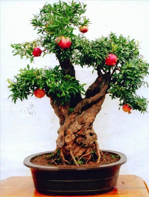 Man nhan nhung cay luu bonsai dep nhat the gioi-Hinh-3