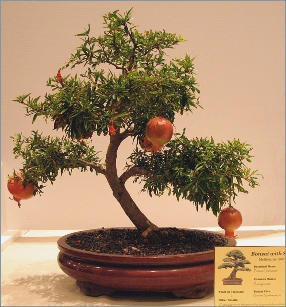 Man nhan nhung cay luu bonsai dep nhat the gioi-Hinh-6