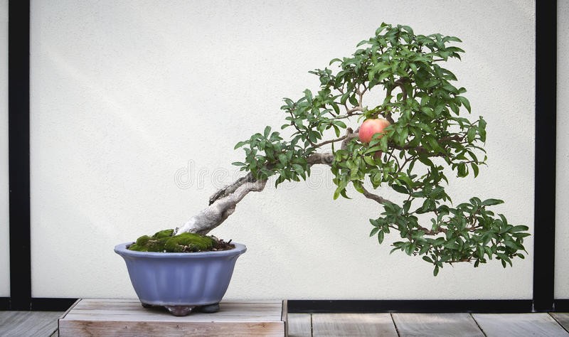 Man nhan nhung cay luu bonsai dep nhat the gioi-Hinh-7