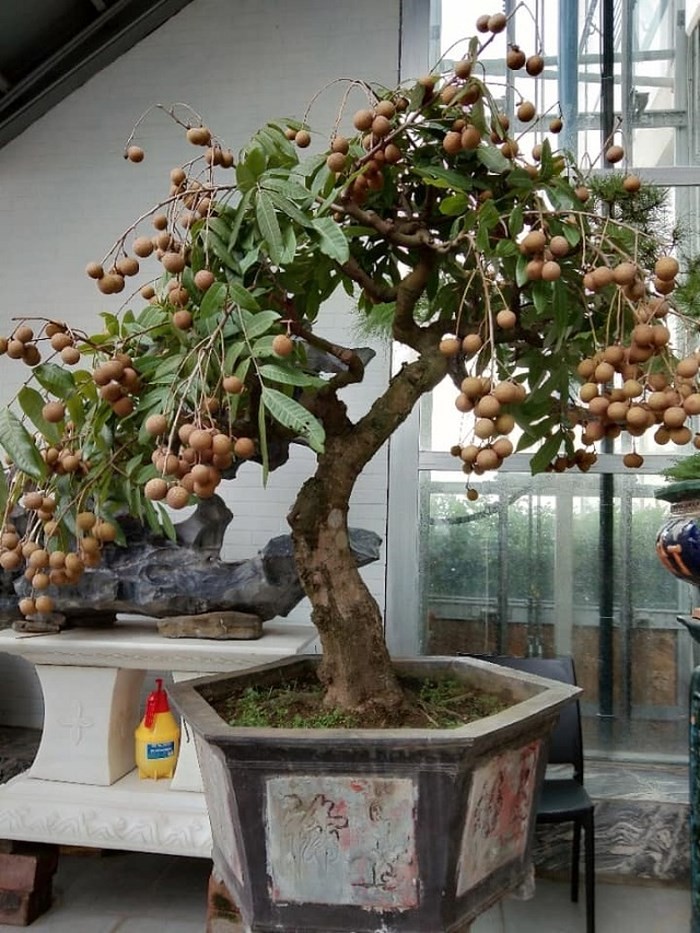 Thich thu ngam nhin nhung chau bonsai nhan dep hut mat-Hinh-3