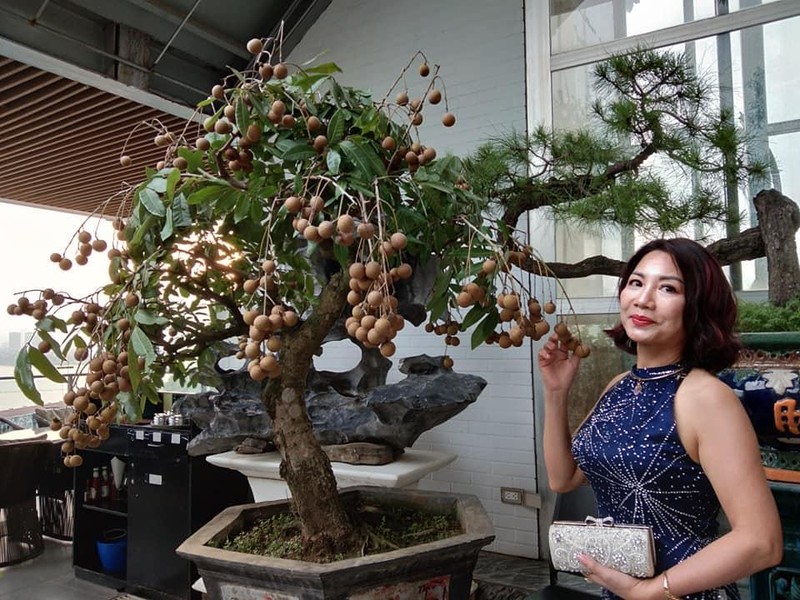 Thich thu ngam nhin nhung chau bonsai nhan dep hut mat-Hinh-4