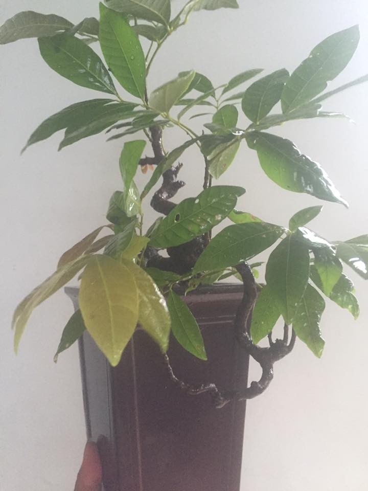Thich thu ngam nhin nhung chau bonsai nhan dep hut mat-Hinh-9