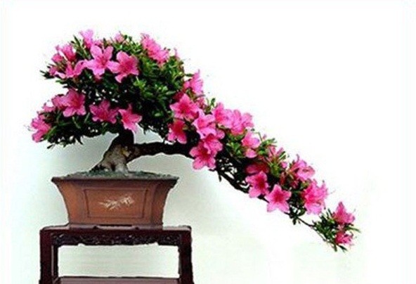 Me tit loat bonsai do quyen dep hut mat-Hinh-2