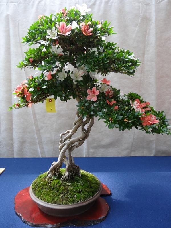 Me tit loat bonsai do quyen dep hut mat-Hinh-4