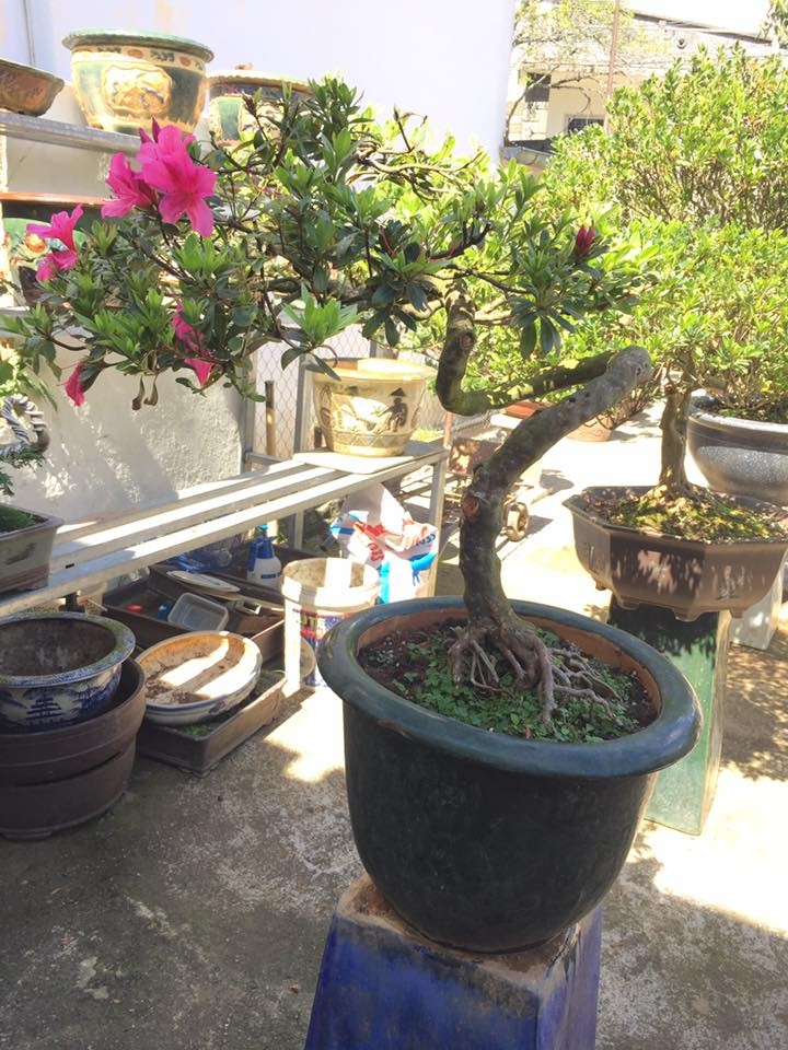 Me tit loat bonsai do quyen dep hut mat-Hinh-5