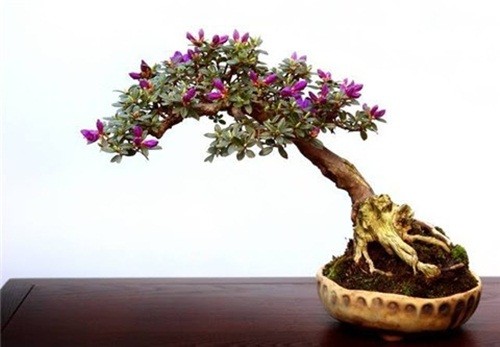 Me tit loat bonsai do quyen dep hut mat-Hinh-6