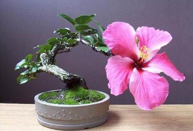 Me tit loat bonsai do quyen dep hut mat-Hinh-7