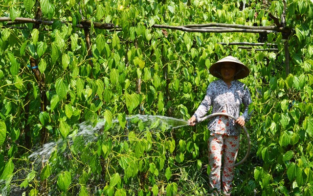 Ve thu phu trong la trau xuat sang Trung Quoc 