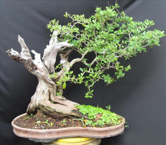 Loat bonsai go lua dep kho roi mat-Hinh-10