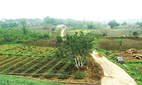 Ben trong trang trai rau huu co lon nhat Ha Noi-Hinh-2