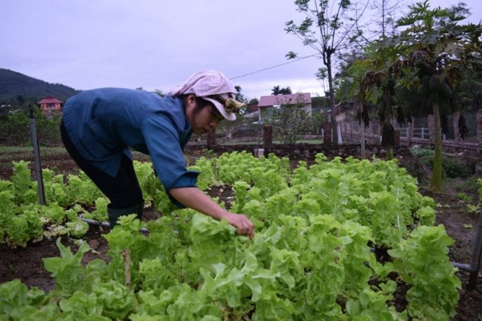 Ben trong trang trai rau huu co lon nhat Ha Noi-Hinh-5