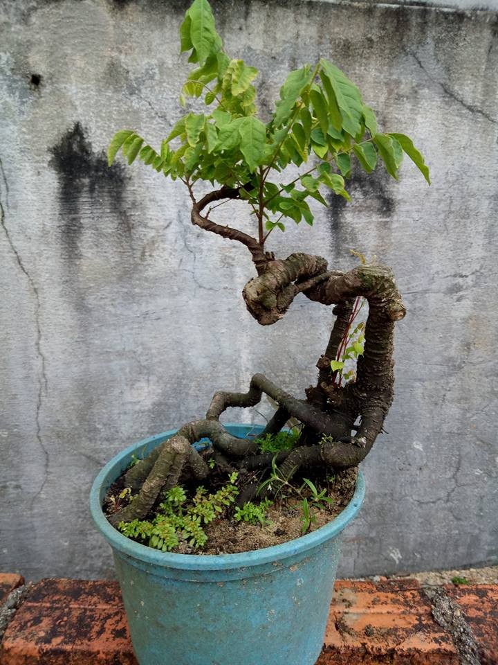 Me tit nhung chau khe bonsai mini sieu dep-Hinh-5
