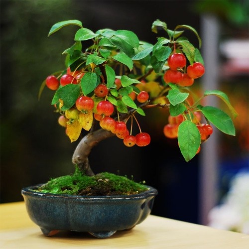 Me tit nhung chau bonsai cherry dep hut mat-Hinh-6