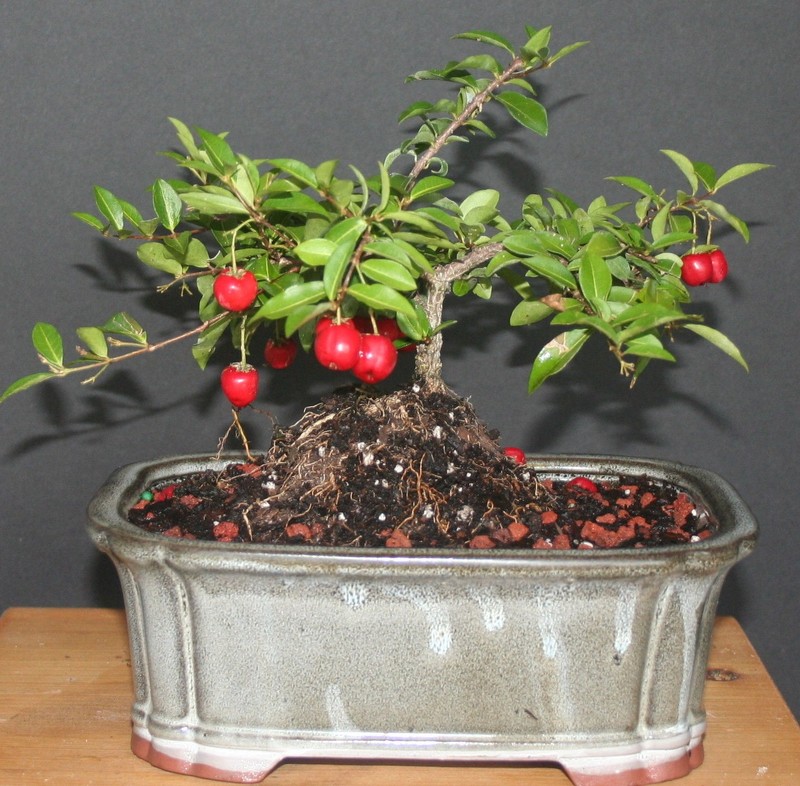 Me tit nhung chau bonsai cherry dep hut mat