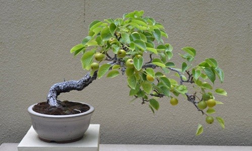 La mat nhung cay le bonsai sai triu qua