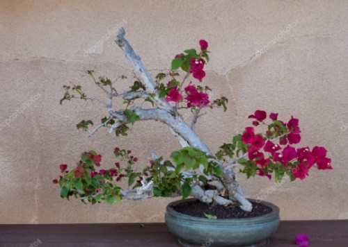 Man nhan loat bonsai hoa giay dep hut hon-Hinh-10