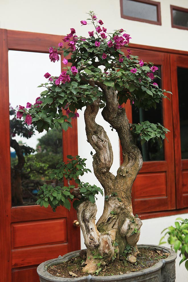 Man nhan loat bonsai hoa giay dep hut hon-Hinh-2