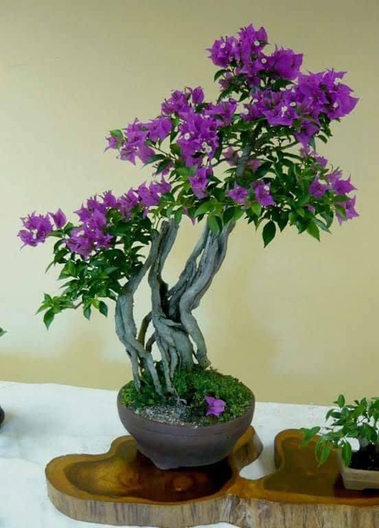 Man nhan loat bonsai hoa giay dep hut hon-Hinh-5