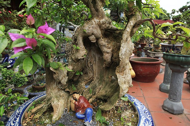 Man nhan loat bonsai hoa giay dep hut hon-Hinh-7