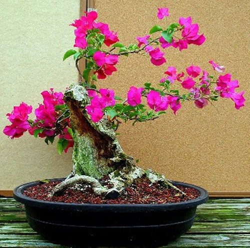 Man nhan loat bonsai hoa giay dep hut hon-Hinh-9