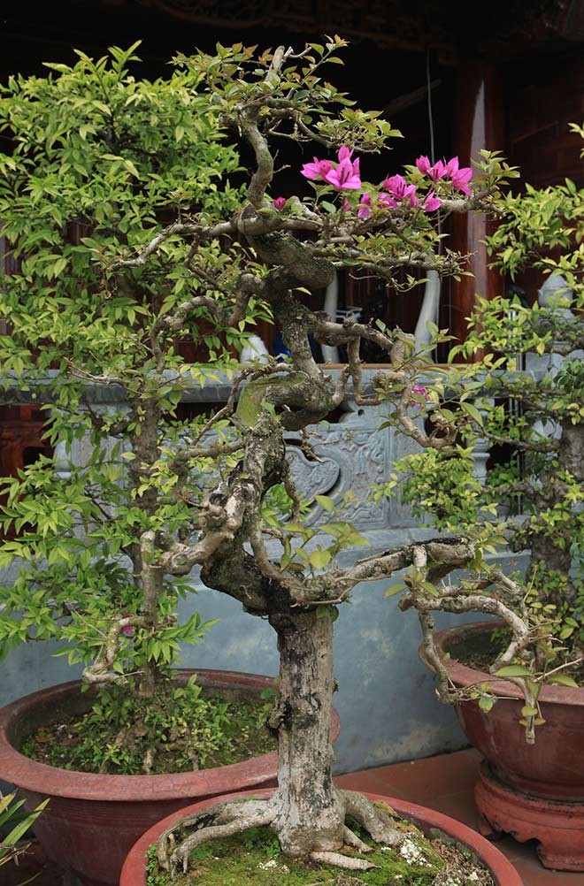 Man nhan loat bonsai hoa giay dep hut hon
