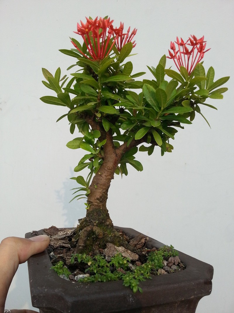 Bo suu tap bonsai mau don doc la, dep hut mat-Hinh-4