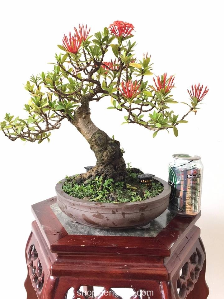 Bo suu tap bonsai mau don doc la, dep hut mat-Hinh-7