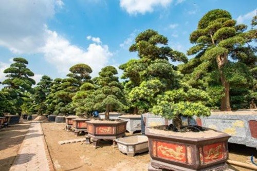 Choang ngop vuon bonsai bac ty cua dai gia tinh le-Hinh-2