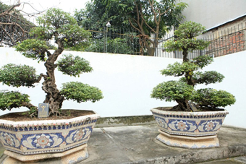 Choang ngop vuon bonsai bac ty cua dai gia tinh le-Hinh-3