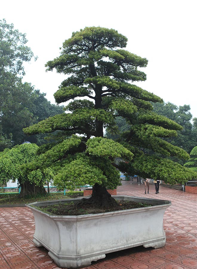 Choang ngop vuon bonsai bac ty cua dai gia tinh le-Hinh-8