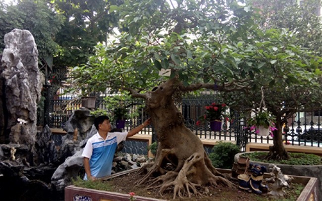 Choang ngop vuon bonsai bac ty cua dai gia tinh le